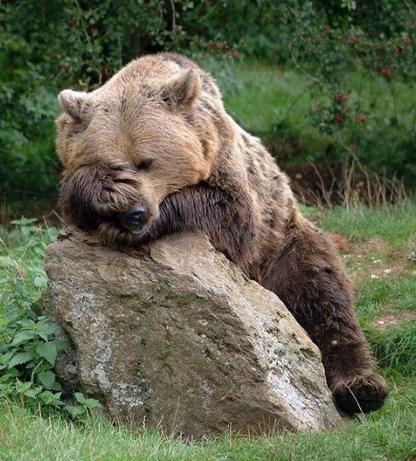 5. A little bear who needs to sleep and one that sits on a rock