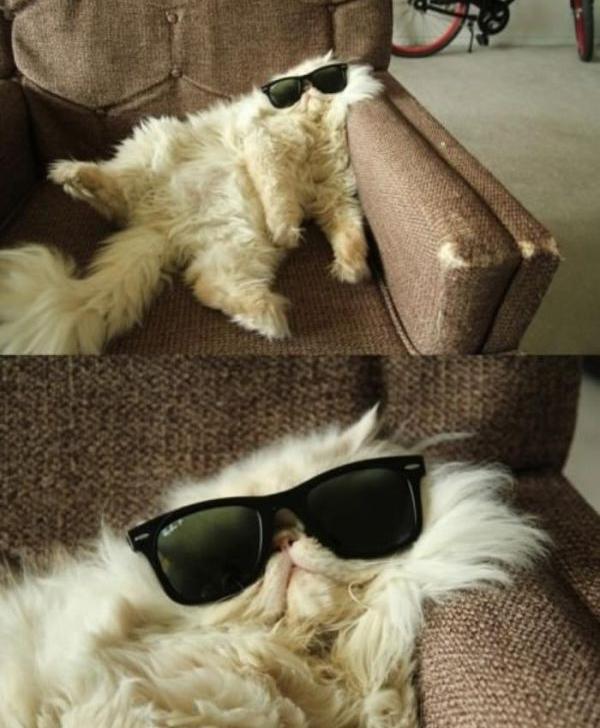 4. A cat on the sofa sunglasses and one that has too many drinks