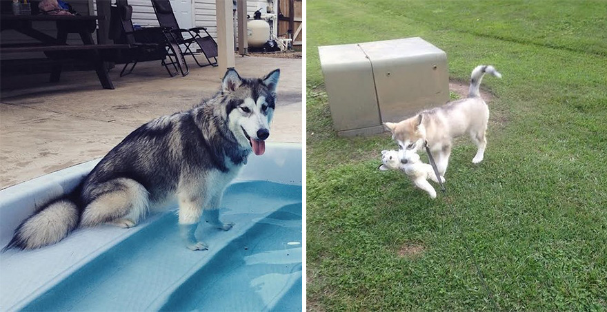 malamute-luca-dog-toy-forever-karissa-lerch-3