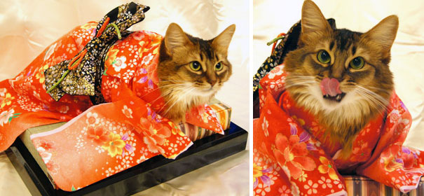 Kimono Cat