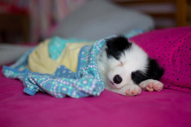 Who wouldn't want to cuddle with this teeny-tiny napper?! NOBODY. NOBODY IS THE ANSWER.