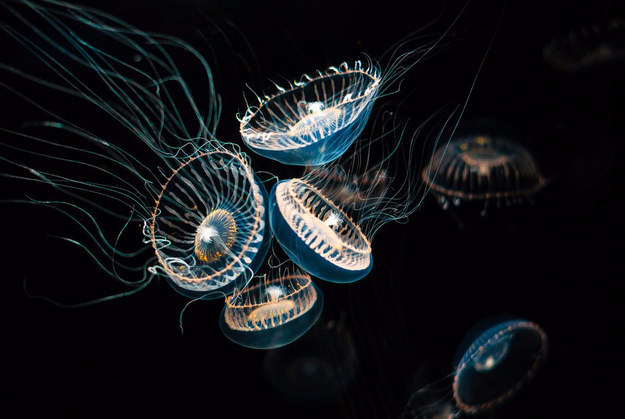 These crystal jellies led to a Nobel Prize (and many green-hued animals).