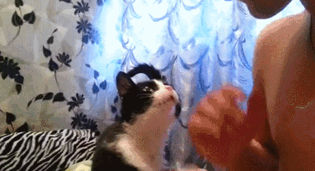 28 Animal GIFs Guaranteed To Make Your Worries Disappear