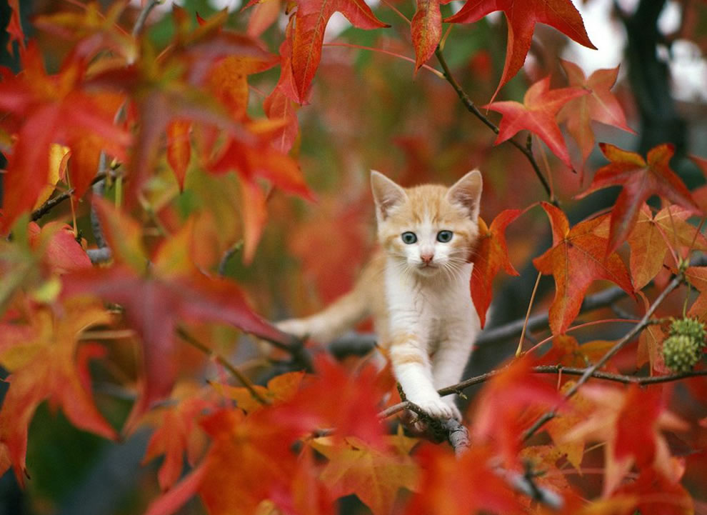 call the fireman, kitty stuck out on a limb among red leaves of autumn