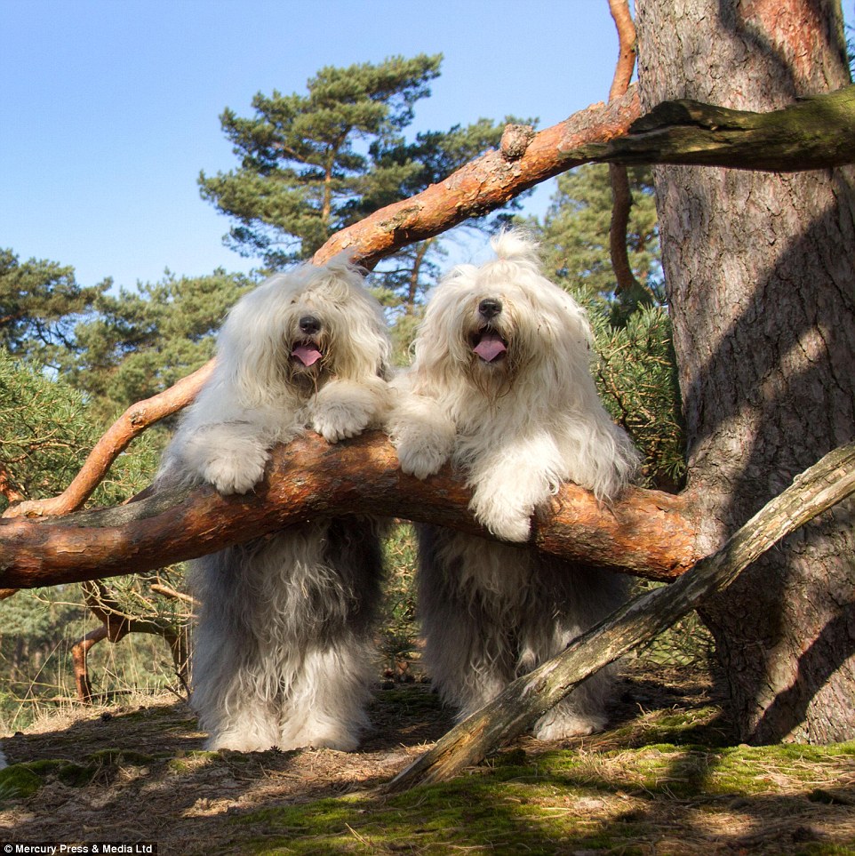 With their tongues hanging out and tails wagging, Sarah and Sophie perch over a branch after enjoying a walk in the Dutch countryside 
