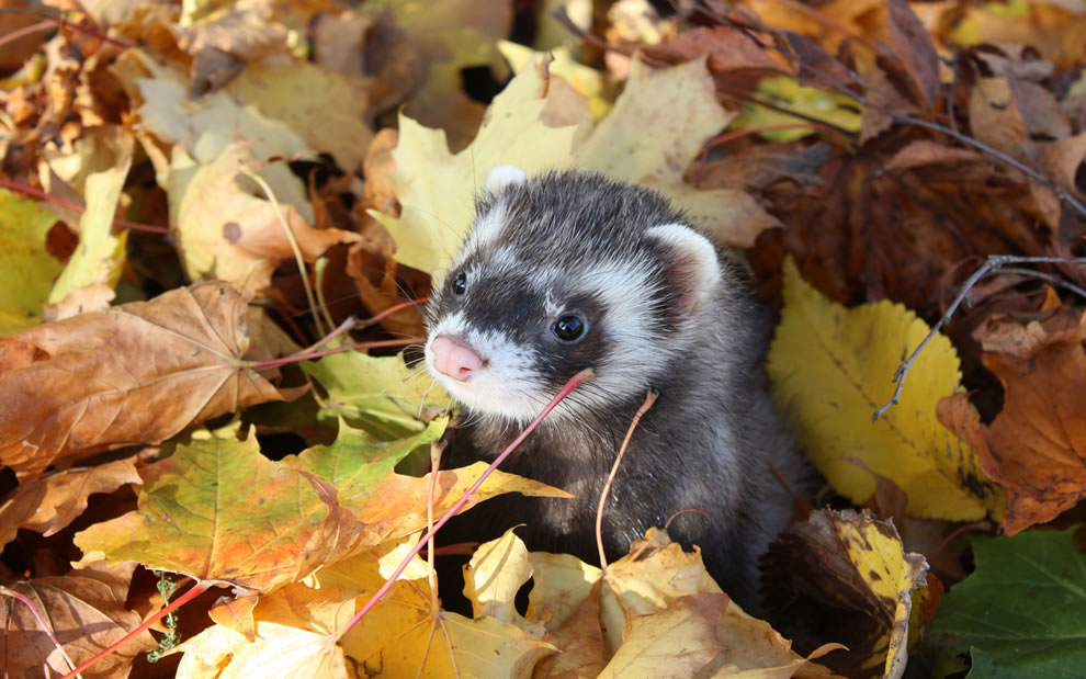 Ferret in the frolicking in the fall foliage