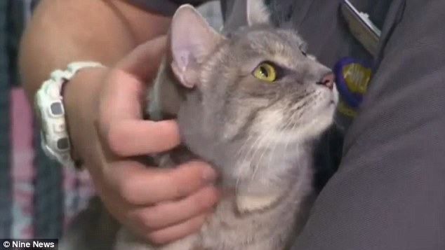The three year old Moggy crawled into a shipping container being used to transport a neighbours belongings interstate