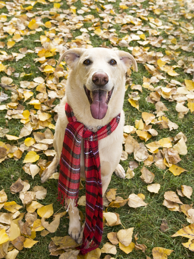 And don&#39;t forget a scarf to optimize your time in the autumnal beauty!