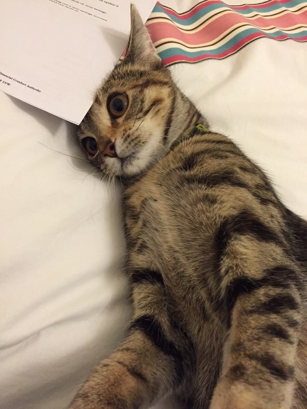 This cat is you when you check your balance after a heavy night out.