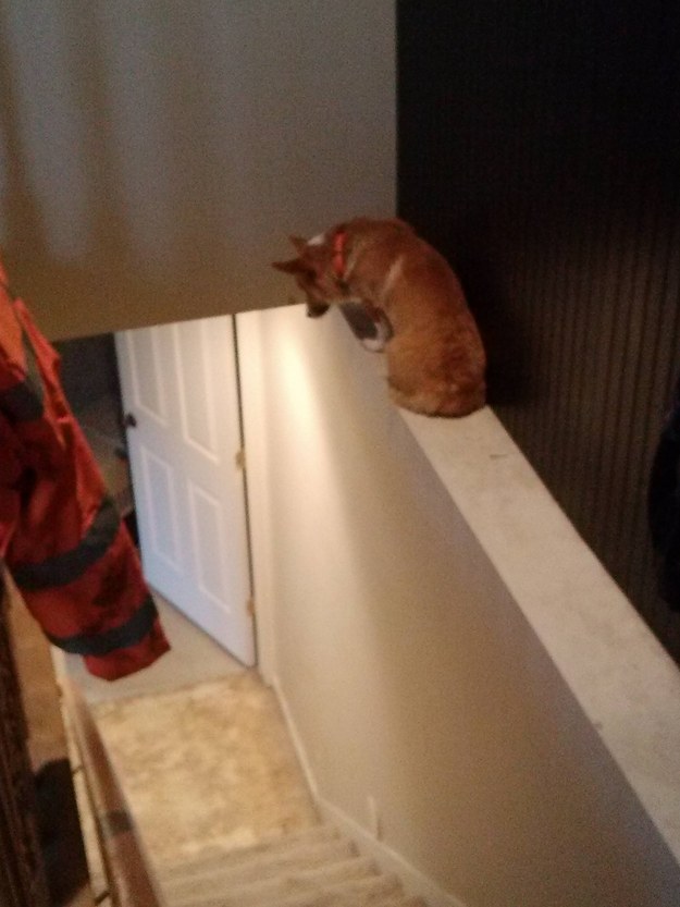 This dog who suddenly realized it's scared of heights: