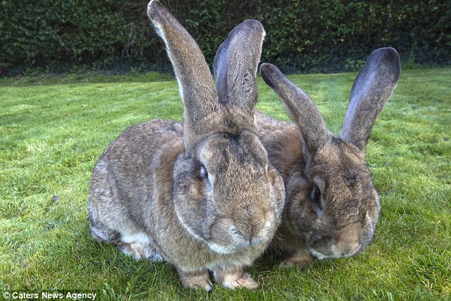 Giant genes: Jeff, left, is pictured with his giant father Darius, who currently holds the record for being the world's largest rabbit