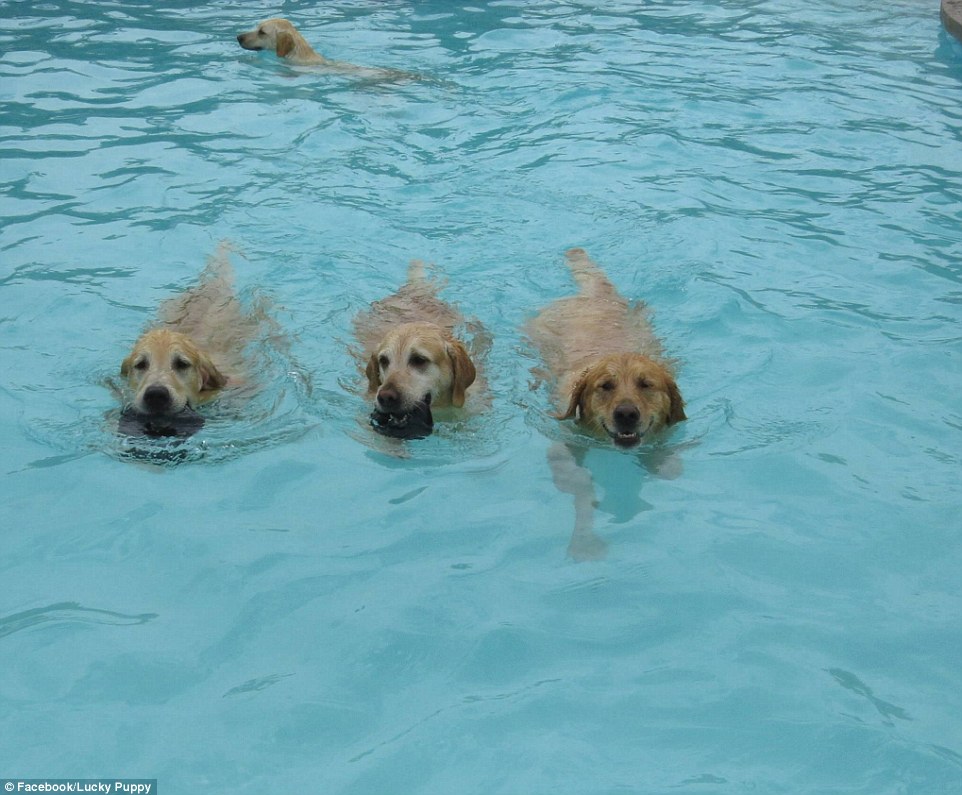 Splosh: These Golden Retrievers appear as if they are taking part in a swimming race - doggy paddle of course!