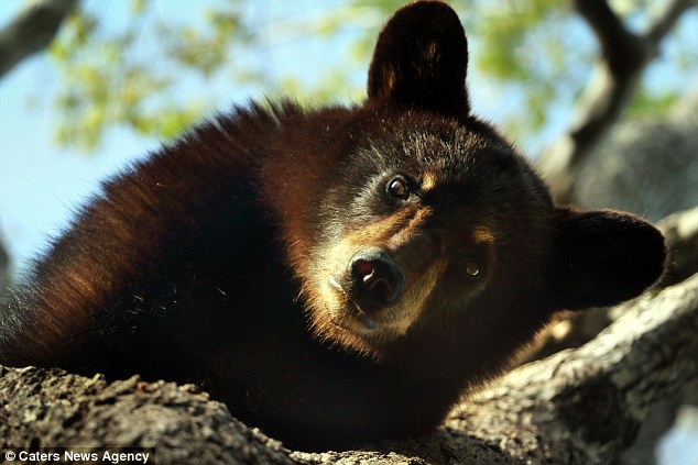 Predators: Standing more than 6ft tall and weighing up to 600lbs, black bears are formidable predators, though they usually won't attack humans unless provoked