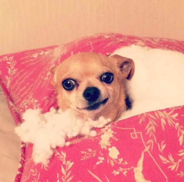 This dog who didn't understand how pillows work: