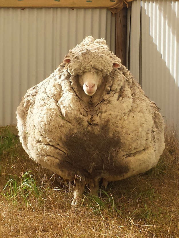 The big fella, who has been named Chris, was taken to the local RSPCA where the call was put out for a shearer to come down and remove the sheep's coat ASAP.