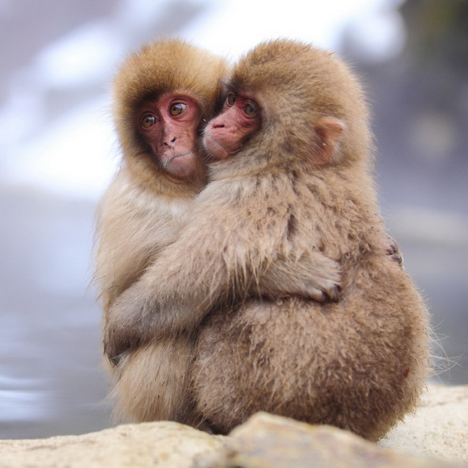 2. 2 owls kissing and 2 monkeys hugging