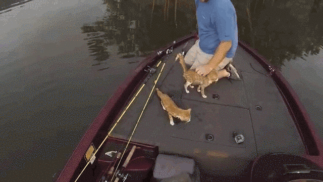 Two Dudes Went Fishing And Rescued Some Kittens From A River