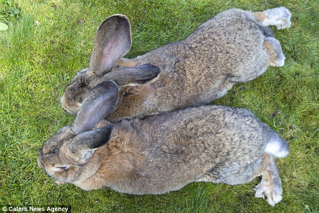 Competition: Darius the rabbit measures 4ft 4in long while 3ft 8in Jeff still has six months of growing to do