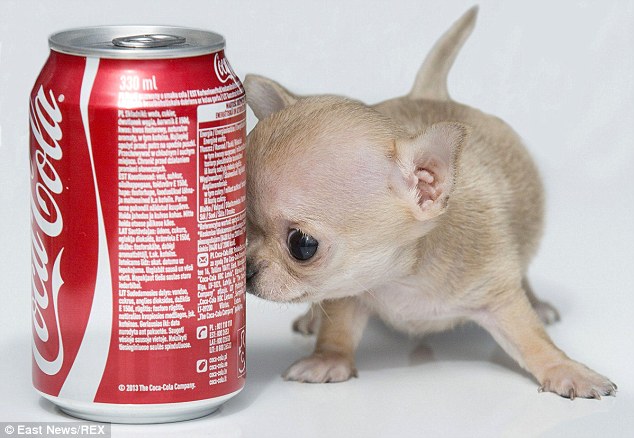 Tiny Toudi: This little pup from Poland is shorter than a can of coke and can easily fit in the palm of your hand