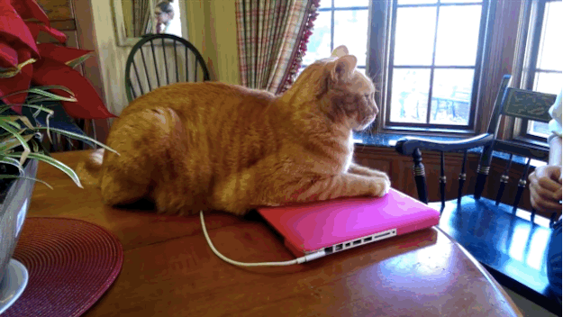 This Cat Knows No One Should Touch Your Laptop