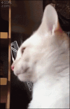 21 Cats Who Have No Idea What's Going On Right Now