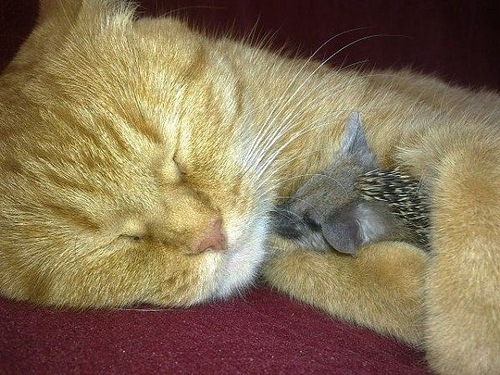 Котоёжки
