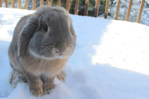 This ACTUAL snow bunny.