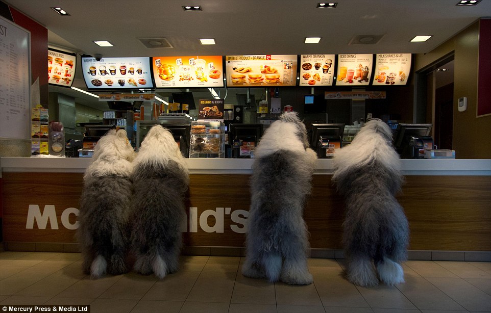 Mr Bol often gets the dogs to adopt a series of human poses in his pictures. Pictured are Sophie and Sarah taking fellow sheepdogs Jason and Ashley to McDonald's for Sophie's birthday  
