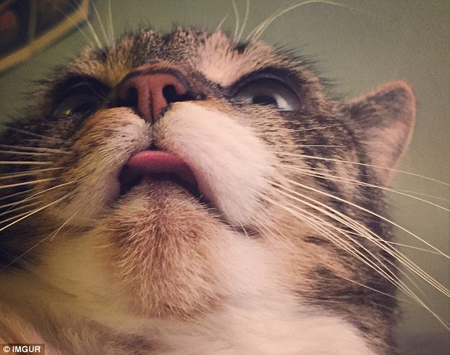 A extreme closeup, posted on image sharing site Imgur, shows a cat performing a blep