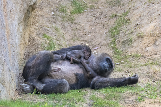 A gorilla protected a toddler who fell into her enclosure at a zoo. She picked up the little boy and carried him to safety, then handed him over to the zookeepers.