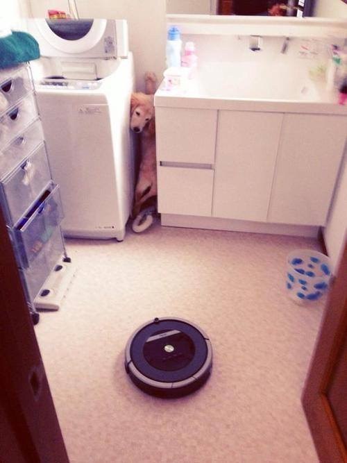 This dog who tried to avoid a Roomba, and ended up getting stuck in the same room as it: