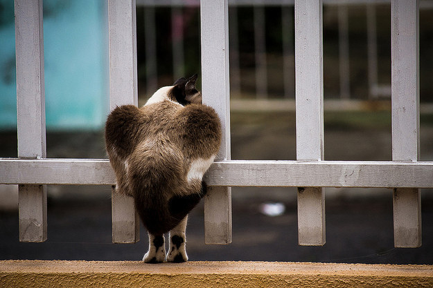 A cat who is ~on the fence~ about whether or not he should leave this dead-end town.