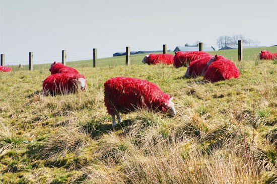 sheeps-red
