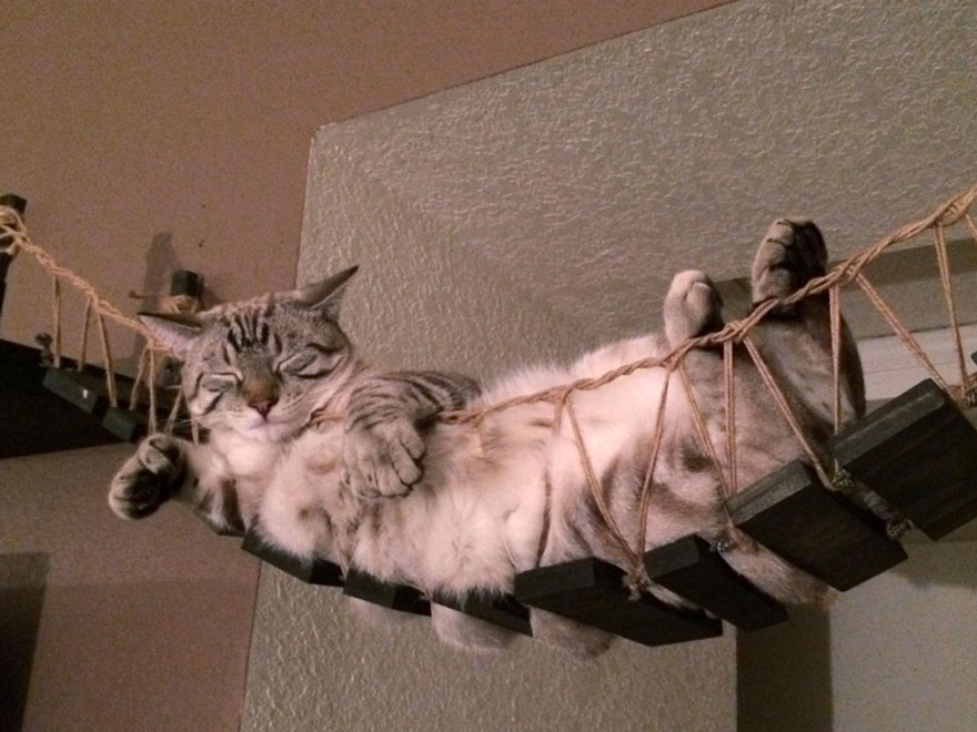 cool-cat-furniture-bridge-sleeping-kitty