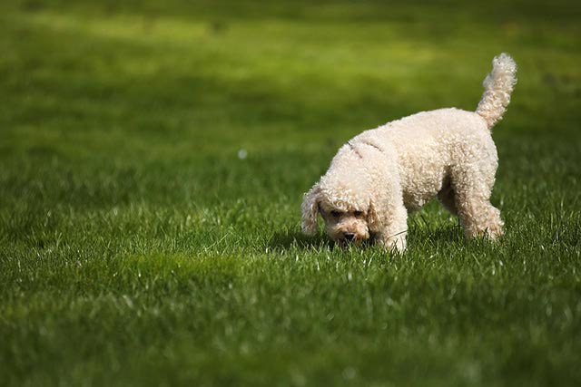 dog sniffing ground - Consuelo Almazán Carretero/E+/Getty Images