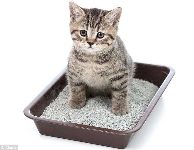 Handling cat faeces when cleaning out litter trays, like above, is one of the main sources of Toxoplasma gondii infection in humans. New research has suggested that the parasite, which can form cysts in the brains of those it infects, may impair the reading and memory skills of school children and is known to modify behaviour