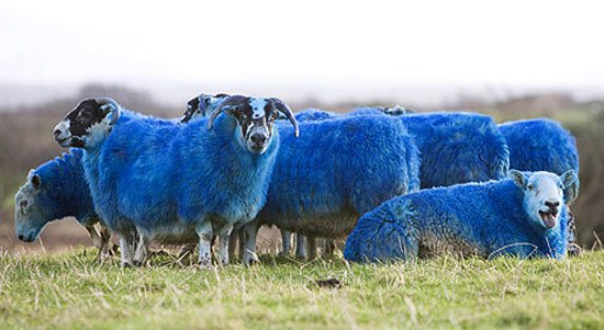 blue-sheeps