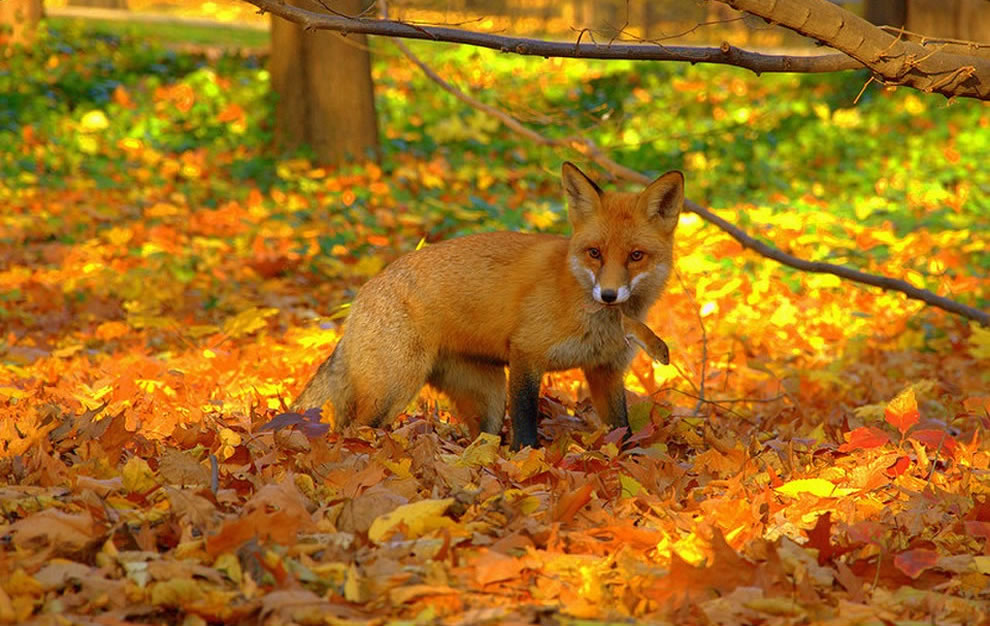 Red fox caught mouse in bright foliage of fall forest