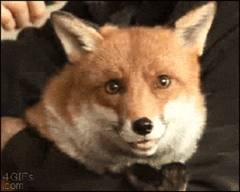28 Animal GIFs Guaranteed To Make Your Worries Disappear