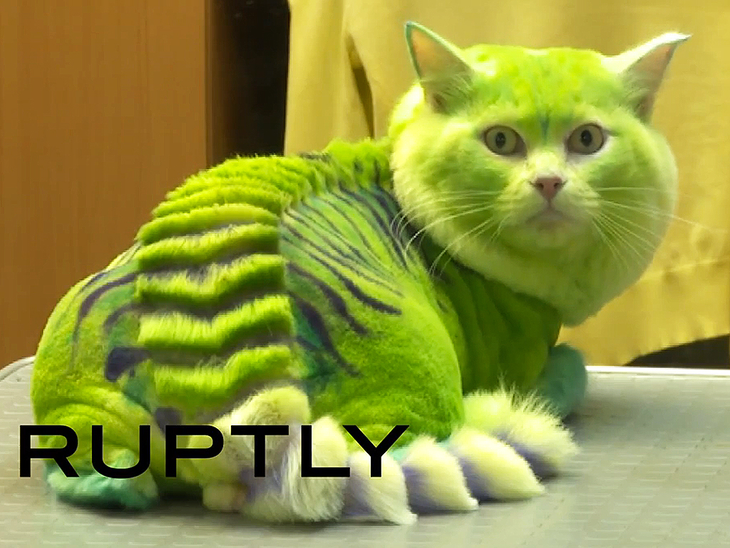 Groomer Turns Cat into Green Dragon in Russia: Video