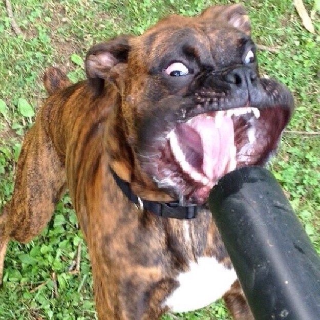 This dog who went after a leaf blower:
