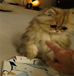 21 Cats Who Have No Idea What's Going On Right Now