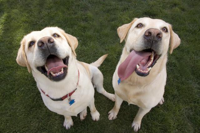 panting labrador retriever dogs - altrendo images/Altrendo/Getty Images