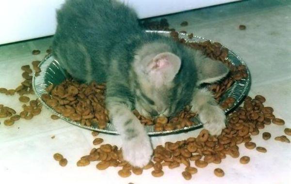 9. A kitten who falls asleep in his bowl and a small dog slumped on the floor