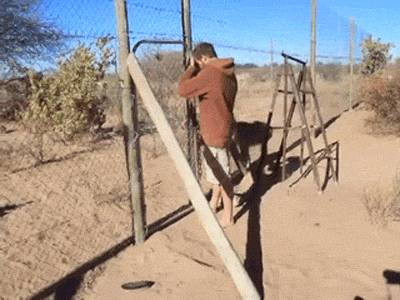 28 Animal GIFs Guaranteed To Make Your Worries Disappear