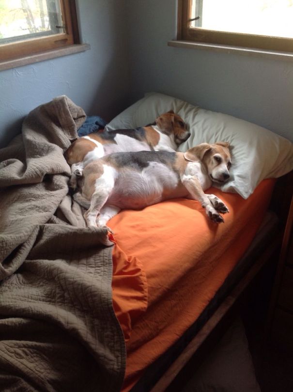 Dog In Bed