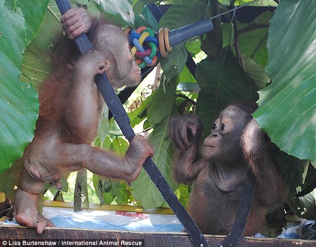 First encounter: Budi (right) - the baby orangutan who spent most of his short life trapped in a cage - has met another ape for the very first time