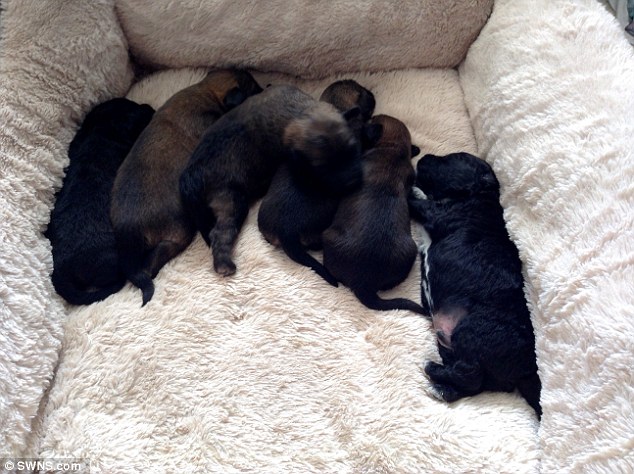 New arrivals: A week after arriving back at Miss Bradley’s home in Calstock, Cornwall, Pepper gave birth to six puppies