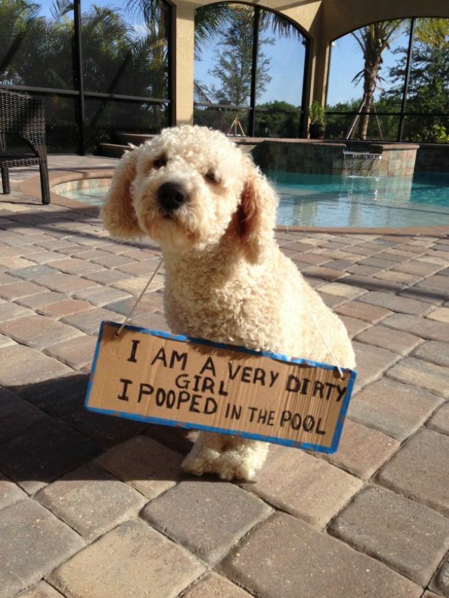 pool pooper dog IMG_1065-637x849