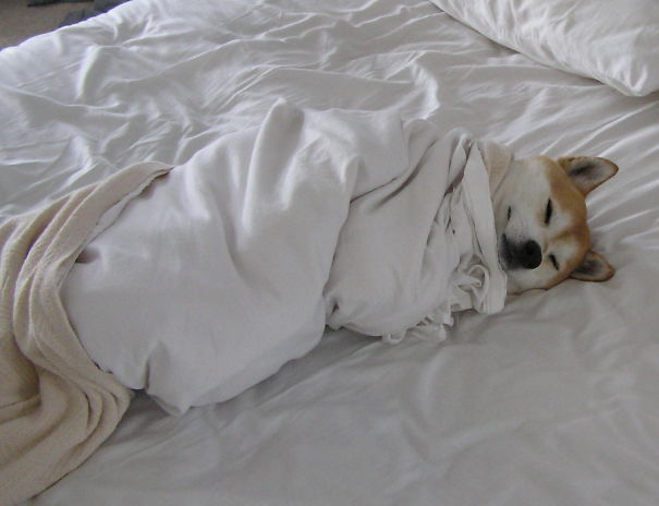 Dog In Bed
